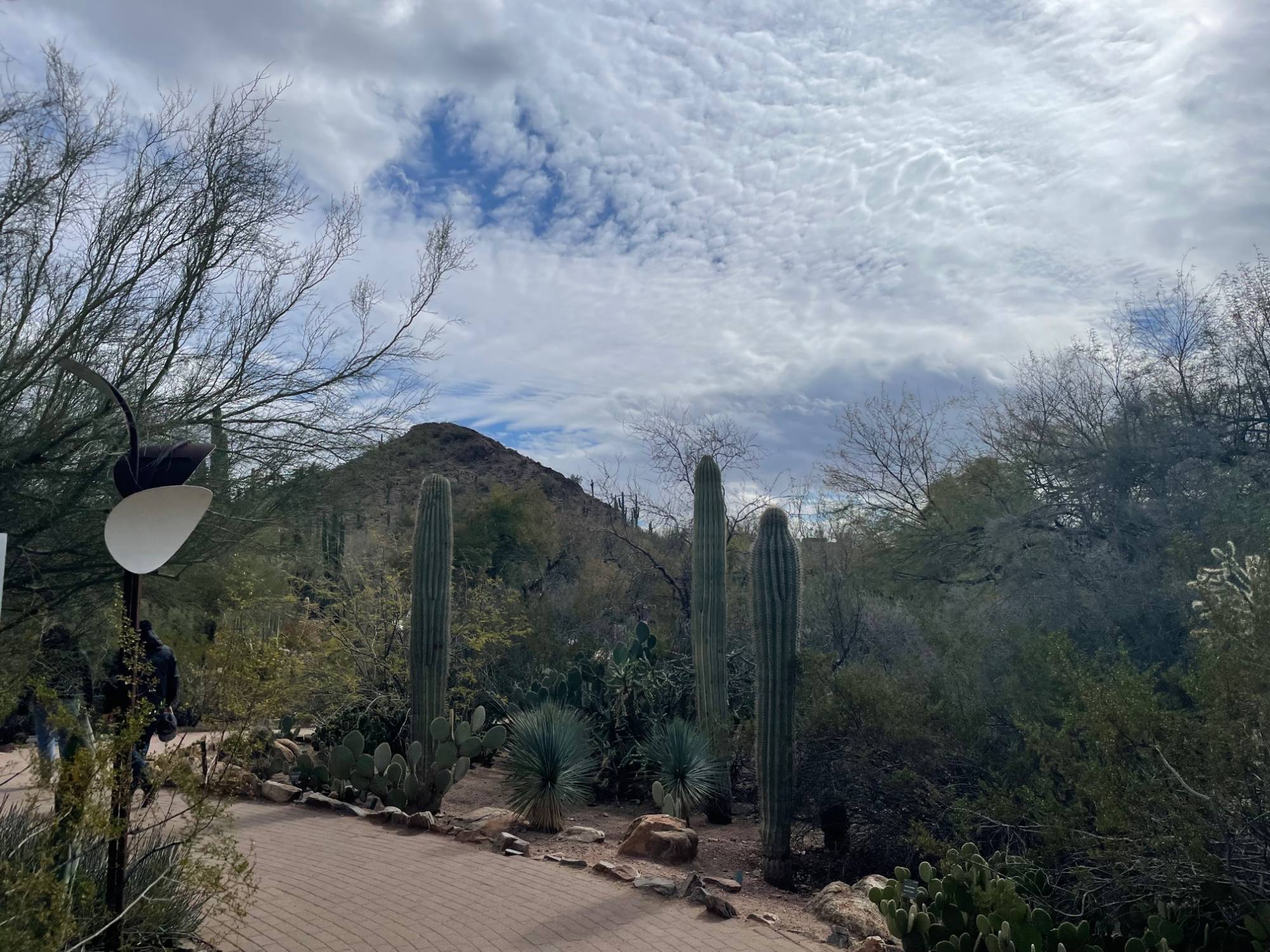 Cactus-lined path in Desert Botanical Garden with view of mountain and blue sky with puffy clouds